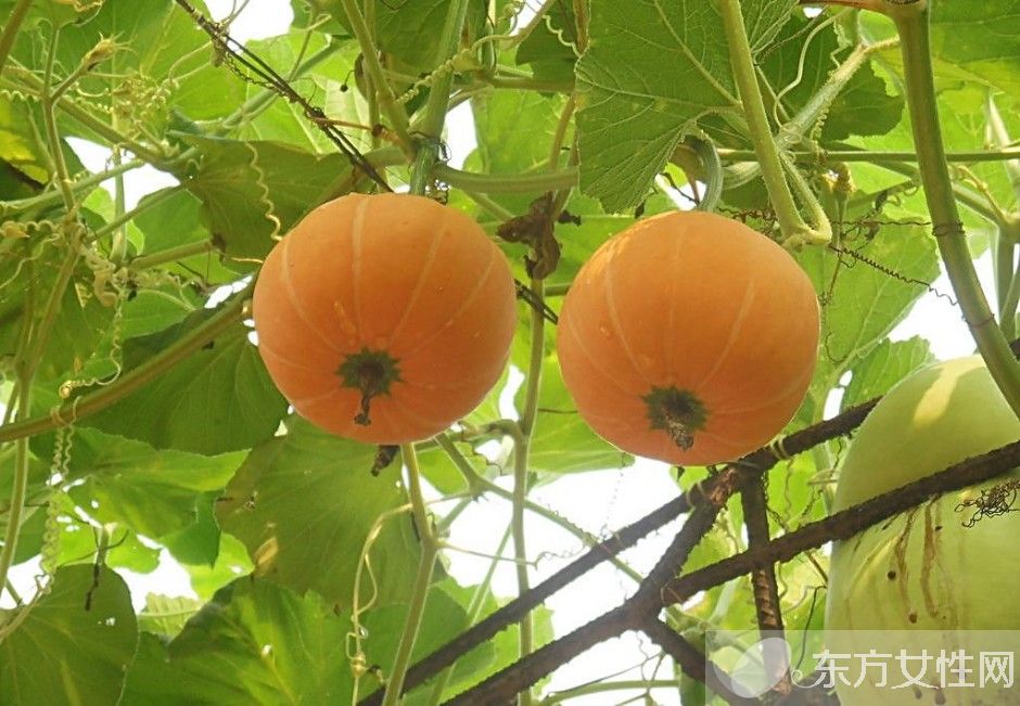 健腦食品有哪些 九種補(bǔ)腦食物越吃越聰明