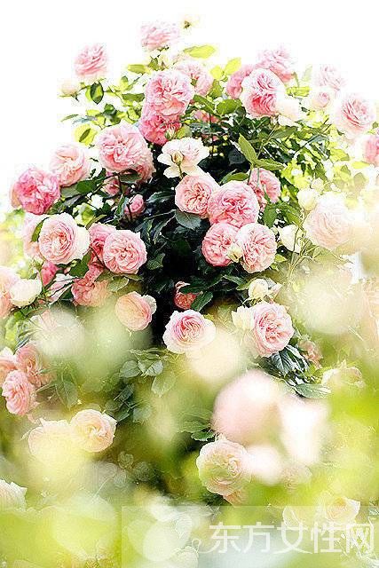 類風(fēng)濕和風(fēng)濕有什么區(qū)別 治療的方式是不是截然不同的