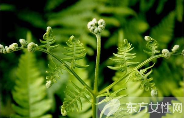 蕨菜致癌嗎 拋開劑量談毒性都是耍流氓