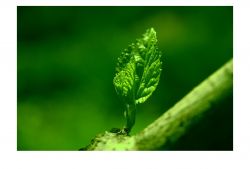 抗輻射的水果 電腦族必吃的10種水果