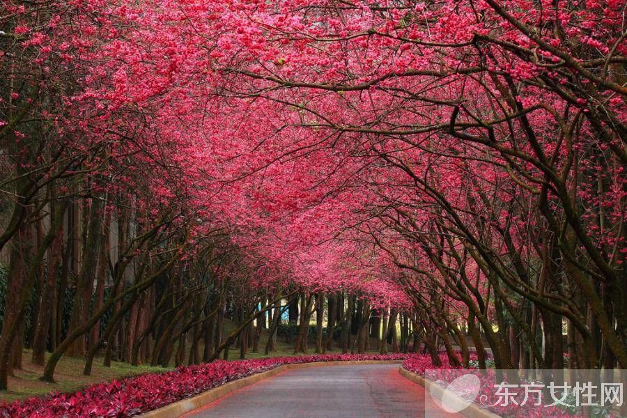 抗輻射的水果 電腦族必吃的10種水果