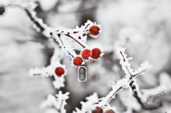 冬至養(yǎng)生4個要點 揭最適合冬至吃的養(yǎng)生食物