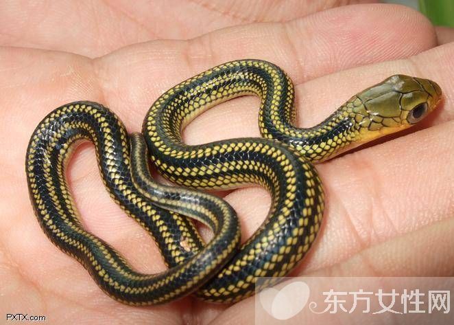 烏梢蛇的功效與作用有哪些 烏梢蛇的4大用處