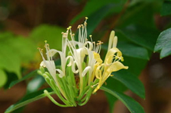金銀花并不都是好處 淺談金銀花的副作用