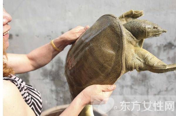 甲魚的營養(yǎng)價(jià)值以及甲魚湯的做法