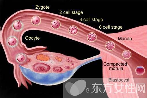 輸卵管堵塞的癥狀表現(xiàn) 出現(xiàn)這些癥狀一定要及時(shí)就醫(yī)