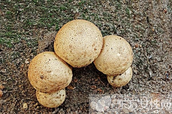 馬勃菌的功效與作用以及食用注意事項