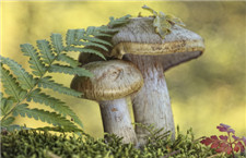 吃什么東西可以養(yǎng)胃 這些養(yǎng)胃小妙招千萬(wàn)別錯(cuò)過(guò)