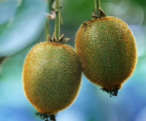 平常發(fā)燒吃什么好得快 這些水果幫你驅(qū)趕病魔