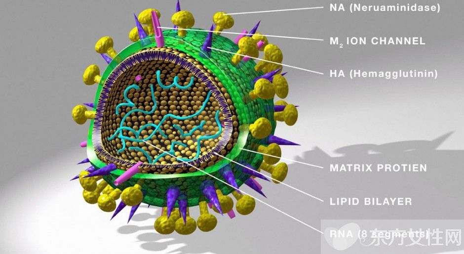 乙肝病毒攜帶者能治好嗎 乙肝病毒攜帶者懷孕后的注意事項