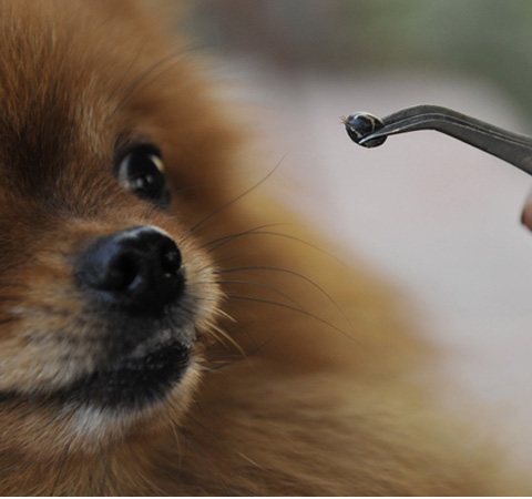 蜱蟲是什么 夏季千萬要小心這種奪命蟲上身