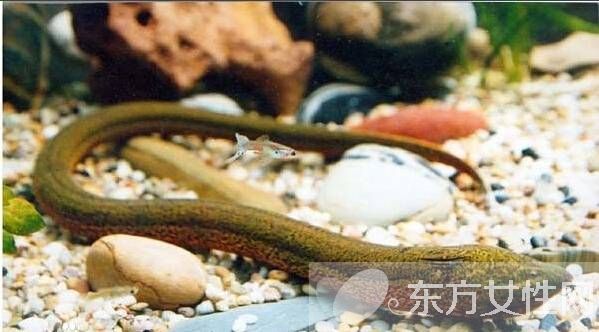 黃鱔魚的六大家常做法 你被饞到了嗎