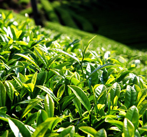 茶葉的作用哪些 有何營(yíng)養(yǎng)價(jià)值