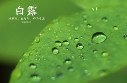 白露養(yǎng)生保健指南 衣食住行這些要注意