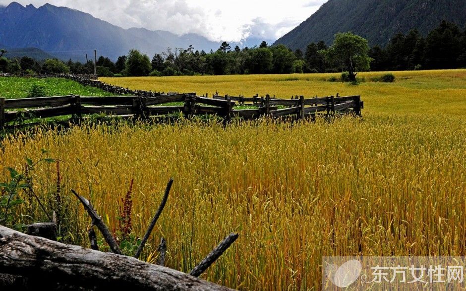 青稞是什么 青稞的功效與作用