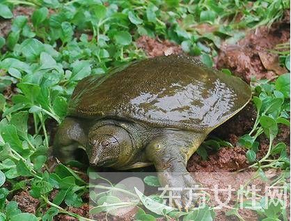 甲魚的營養(yǎng)價(jià)值以及甲魚湯的做法