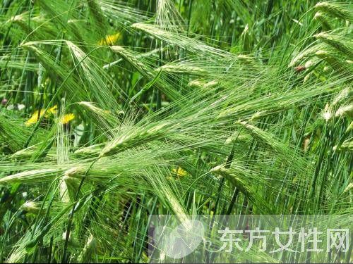 青稞是什么 青稞的功效與作用