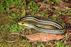 烏梢蛇的功效與作用有哪些 烏梢蛇的4大用處