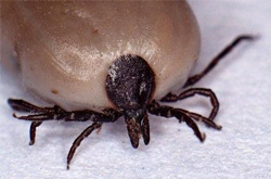 蜱蟲(chóng)是什么 夏季千萬(wàn)要小心這種奪命蟲(chóng)上身