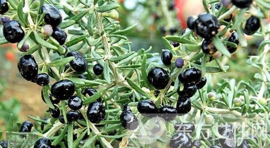 黑枸杞的正確吃法 黑枸杞的功效與作用