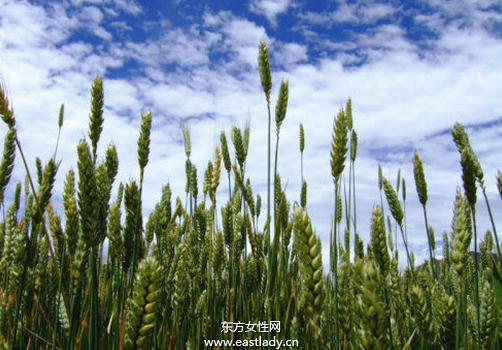 青稞是什么 青稞的功效與作用