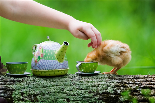 如何正確飲茶 揭喝茶的好處和壞處