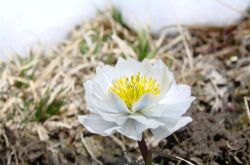 天山雪蓮的功效與作用以及吃法