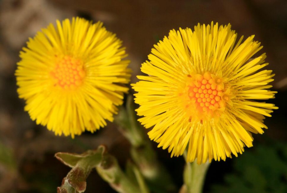 款冬花的功效與作用 它的最佳食療方法
