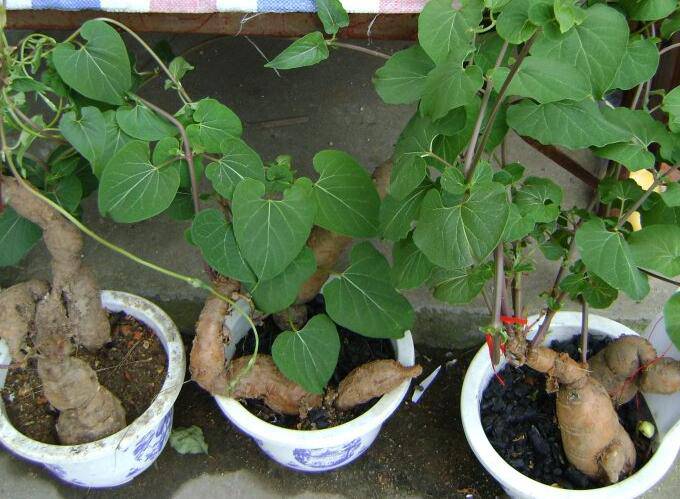 何首烏的功效與作用 它有哪些副作用