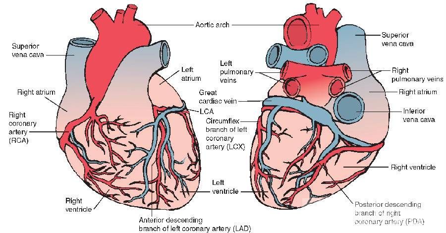 心肌缺血癥狀有哪些 注意休息和飲食最重要