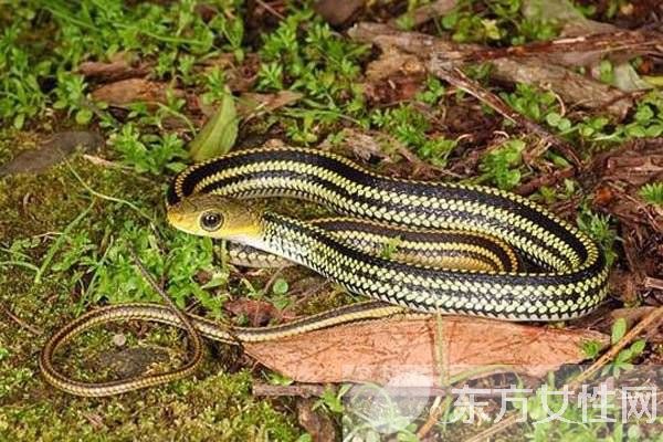 烏梢蛇的功效與作用有哪些 烏梢蛇的4大用處