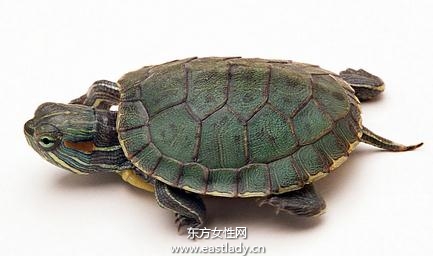 甲魚的營養(yǎng)價(jià)值以及甲魚湯的做法