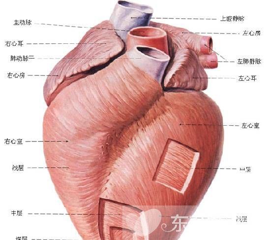 心肌炎的癥狀及治療方法 搭配這些食療偏方好得快哦