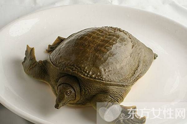 甲魚的營養(yǎng)價(jià)值以及甲魚湯的做法