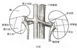 老中醫(yī)的十種養(yǎng)腎方法 吃什么最養(yǎng)腎