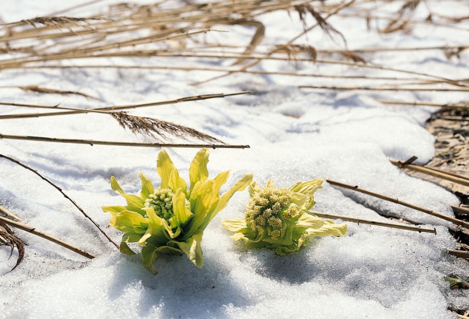 天山雪蓮的功效與作用以及吃法