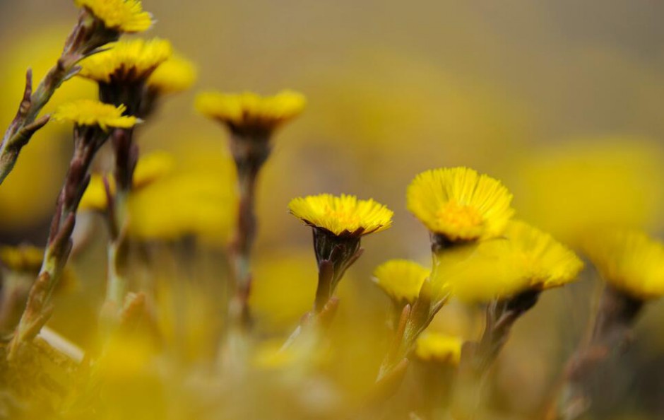 款冬花的功效與作用 它的最佳食療方法