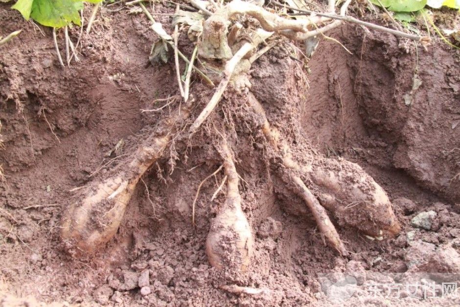 葛根的作用與功效有哪些 對女性的四大保健作用