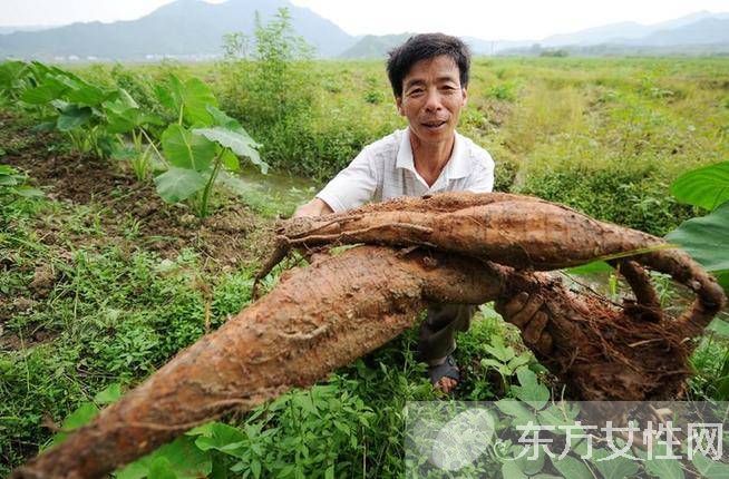 葛根的作用與功效有哪些 對女性的四大保健作用