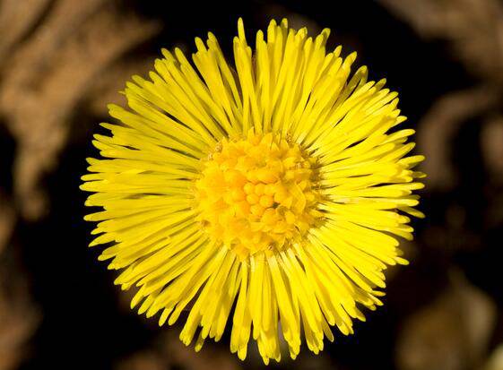 款冬花的功效與作用 它的最佳食療方法