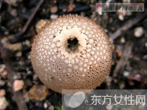 馬勃菌的功效與作用以及食用注意事項