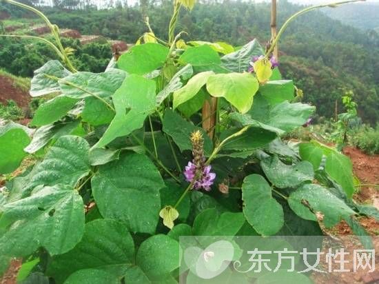 葛根的作用與功效有哪些 對女性的四大保健作用