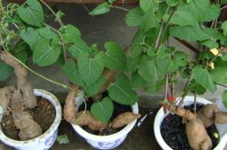 何首烏的功效與作用 它有哪些副作用