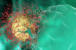 誘發(fā)病毒性皰疹的原因有哪些 皰疹病毒會傳染嗎