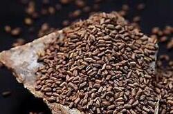 決明子的功效有哪些 決明子泡茶喝六大功效