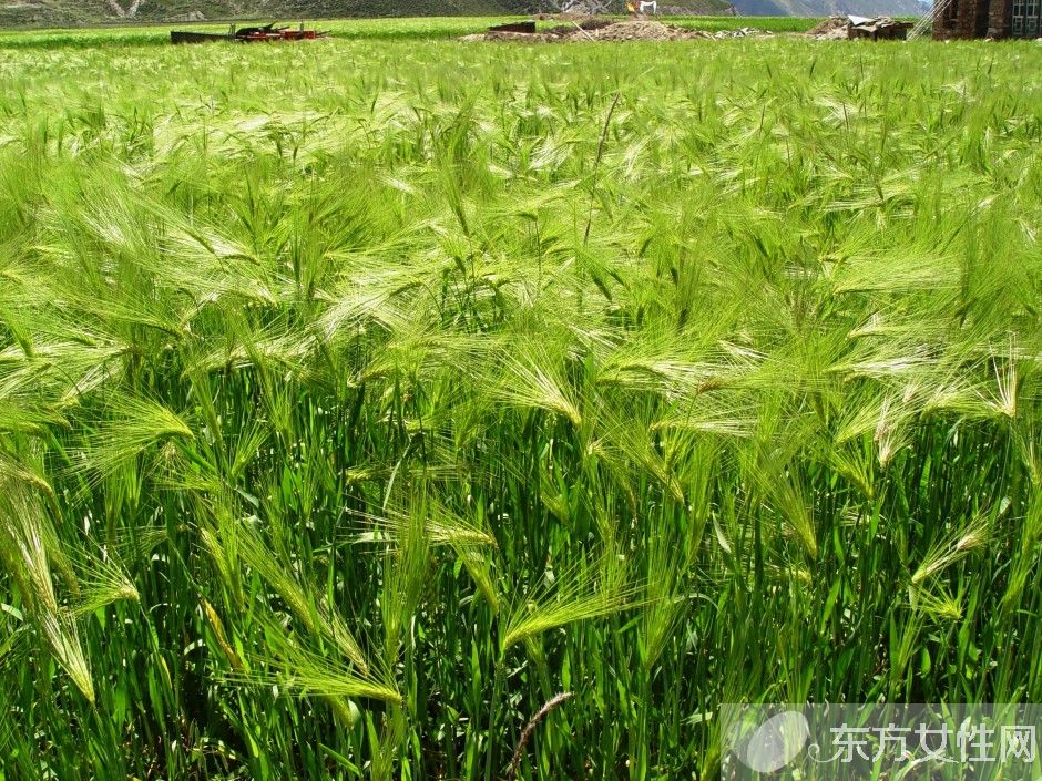 青稞是什么 青稞的功效與作用