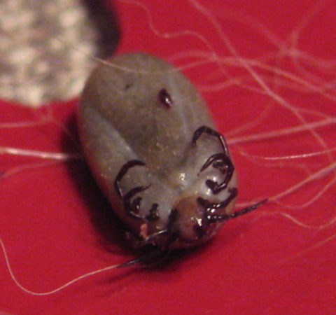 蜱蟲是什么 夏季千萬要小心這種奪命蟲上身