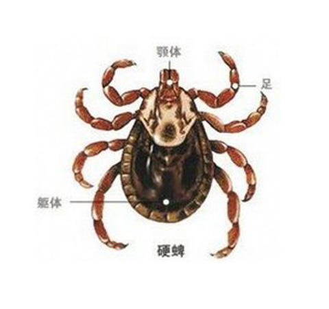 蜱蟲是什么 夏季千萬要小心這種奪命蟲上身