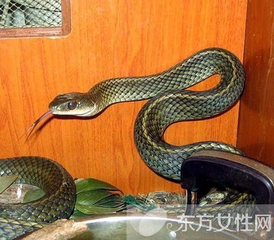 烏梢蛇的功效與作用有哪些 烏梢蛇的4大用處