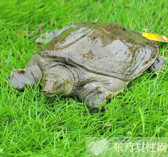 甲魚的營養(yǎng)價(jià)值以及甲魚湯的做法